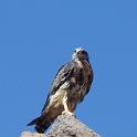 Aguilucho