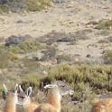 Guanacos en Payunia