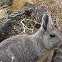 Vizcacha en Payunia